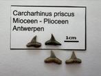 Set Carcharinus priscus (12), Verzamelen, Mineralen en Fossielen, Ophalen of Verzenden, Fossiel