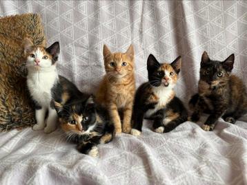 Vijf lieve kittens te koop! beschikbaar voor biedingen