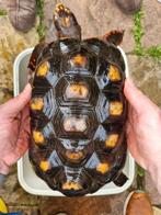 Kolenbrander landschildpad vrouw (17 jaar) zoekt nieuw thuis, Schildpad, Tam, 11 jaar of ouder