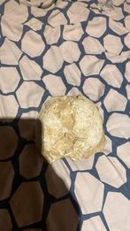 Heel mooi fossiel, Ophalen, Fossiel