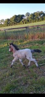 Blikvangers: 2 Lieve mini hengstjes, Dieren en Toebehoren, Pony's, Hengst, Recreatiepony, Gechipt, 0 tot 2 jaar