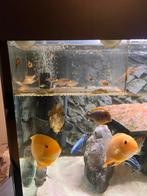 650L Trofis Aquarium | Compleet Systeem Malawi, Tanganyika, Ophalen of Verzenden, Zo goed als nieuw, Gevuld zoetwateraquarium