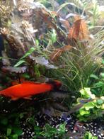 Zwaarddrager, Dieren en Toebehoren, Karper of Koi