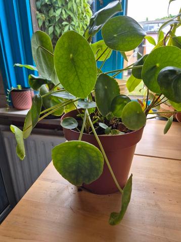 Pannekeok  plant, zeer gezond beschikbaar voor biedingen