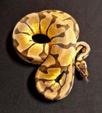 Python regius 0.1 Enchi 100% het Desert Ghost NK22, Dieren en Toebehoren, Reptielen en Amfibieën, Slang, 0 tot 2 jaar