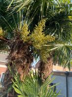 Dadeltakken te koop, Ophalen, Voorjaar, Volle zon, Knol