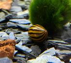 Neritina Zebra, Vis, Zoetwatervis