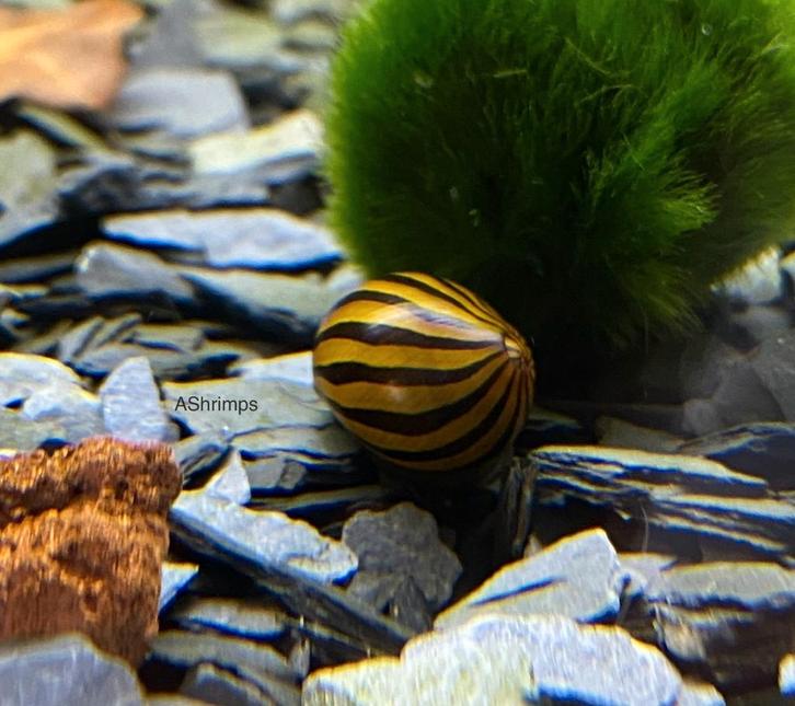 Neritina Zebra, Dieren en Toebehoren, Vissen | Aquariumvissen, Zoetwatervis, Vis