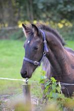 Te koop, hengstveulen Barock Pinto van Jidde BP74, Dieren en Toebehoren, Paarden, Minder dan 160 cm, Niet van toepassing, 0 tot 2 jaar