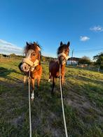 3 jarige Welsh A ponys, Dieren en Toebehoren, Ophalen of Verzenden