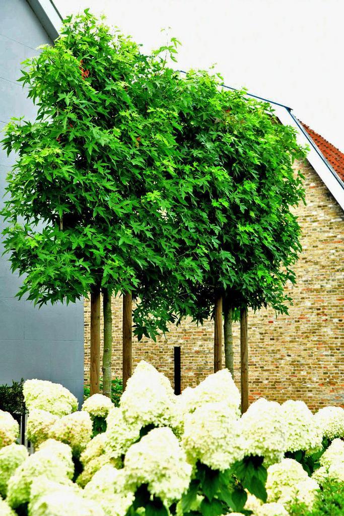 Leiamberbomen Liquidamba, Tuin en Terras, Planten | Bomen, Leiboom, 250 tot 400 cm, Halfschaduw, Ophalen of Verzenden