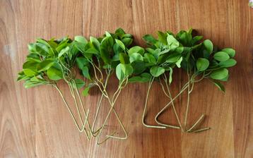 Kleurrijke takken met blaadjes groen struik  beschikbaar voor biedingen
