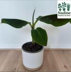 Bananenplant, Huis en Inrichting, Kamerplanten, Ophalen of Verzenden, Overige soorten, Halfschaduw, Minder dan 100 cm
