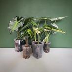 Alocasia knollen (Dragon Scale Albo, Bambino Aurea etc), Huis en Inrichting, Kamerplanten, Ophalen of Verzenden, Halfschaduw, Minder dan 100 cm