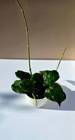 Hoya villosa , Ophalen of Verzenden, Overige soorten, Minder dan 100 cm