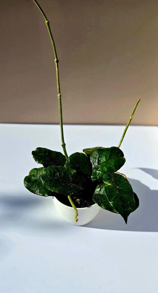 Hoya villosa , Huis en Inrichting, Kamerplanten, Overige soorten, Minder dan 100 cm, Ophalen of Verzenden