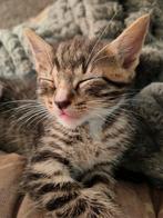 Mooie KITTENS !!!, Dieren en Toebehoren, Katten en Kittens | Raskatten | Korthaar, Meerdere dieren, Ontwormd, 0 tot 2 jaar