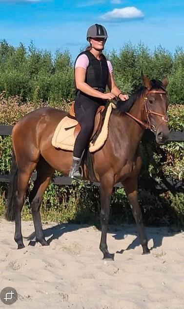 Volbloed, 5 jarige mooie merrie., Dieren en Toebehoren, Paarden, Merrie, Zadelmak, 165 tot 170 cm, 3 tot 6 jaar, Recreatiepaard