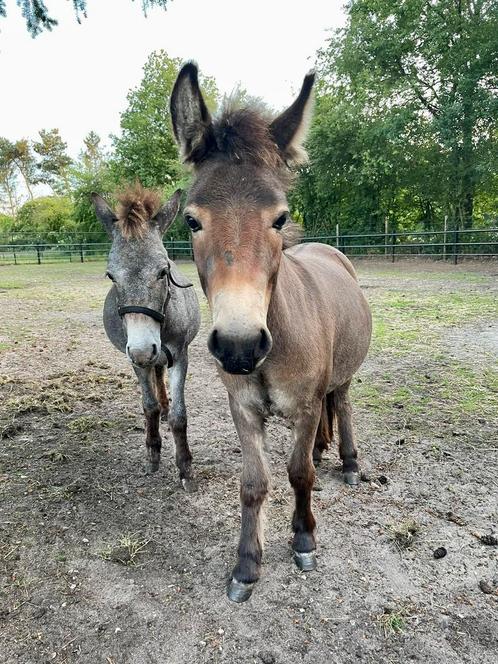 2 muildier merries van shetlander moeder en ezel vader, Dieren en Toebehoren, Paarden, Merrie, Gechipt