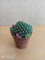 cactus rebutia nummer c725 potmaat 5.5, Cactus, Minder dan 100 cm, Ophalen of Verzenden