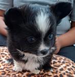 Prachtige  gezonde, vrolijke Pomchi pups, Dieren en Toebehoren, Overige rassen, 8 tot 15 weken, CDV (hondenziekte), Meerdere