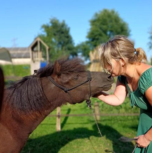 Prachtige Dartmoor jaarling hengst, Dieren en Toebehoren, Pony's, Hengst, Onbeleerd, B pony (1.17m tot 1.27m), Recreatiepony, 0 tot 2 jaar