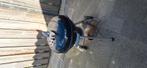 Barbecue weber, Tuin en Terras, Houtskoolbarbecues, Ophalen, Zo goed als nieuw