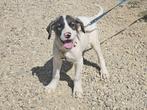 Casper, een hele vrolijk en slimme, jonge hond, Dieren en Toebehoren, Honden | Niet-rashonden, Particulier, Rabiës (hondsdolheid)