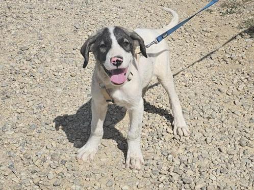Casper, een hele vrolijk en slimme, jonge hond, Dieren en Toebehoren, Honden | Niet-rashonden, Groot, Reu, Particulier, Eén hond