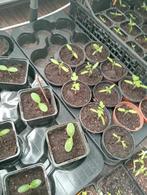 Tomatenplanten, groente plantjes, Tuin en Terras, Ophalen of Verzenden
