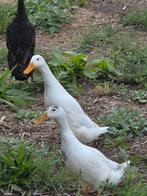 Indische loopeend vrouwtjes (fleseend), Dieren en Toebehoren, Pluimvee, Vrouwelijk, Eend