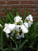 5 Iris Florentina - bloem wit met paarse gloed incl. verzend, Ophalen of Verzenden, Gehele jaar, Volle zon, Wortelstok