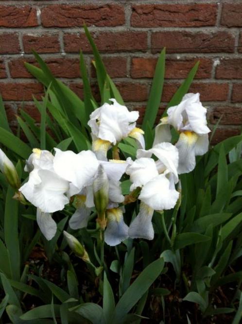 5 Iris Florentina - bloem wit met paarse gloed incl. verzend, Tuin en Terras, Bloembollen en Zaden, Wortelstok, Gehele jaar, Volle zon