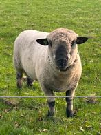 Te koop stamboek ram Hampshire Down, Dieren en Toebehoren, Mannelijk, Schaap