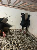 Koppel duiven te koop, Dieren en Toebehoren, Vogels | Duiven, Meerdere dieren, Overige soorten