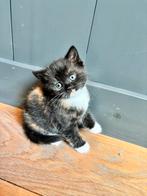 Britse langhaar x Europese langhaar, Dieren en Toebehoren, Katten en Kittens | Raskatten | Langhaar, Meerdere dieren, 0 tot 2 jaar
