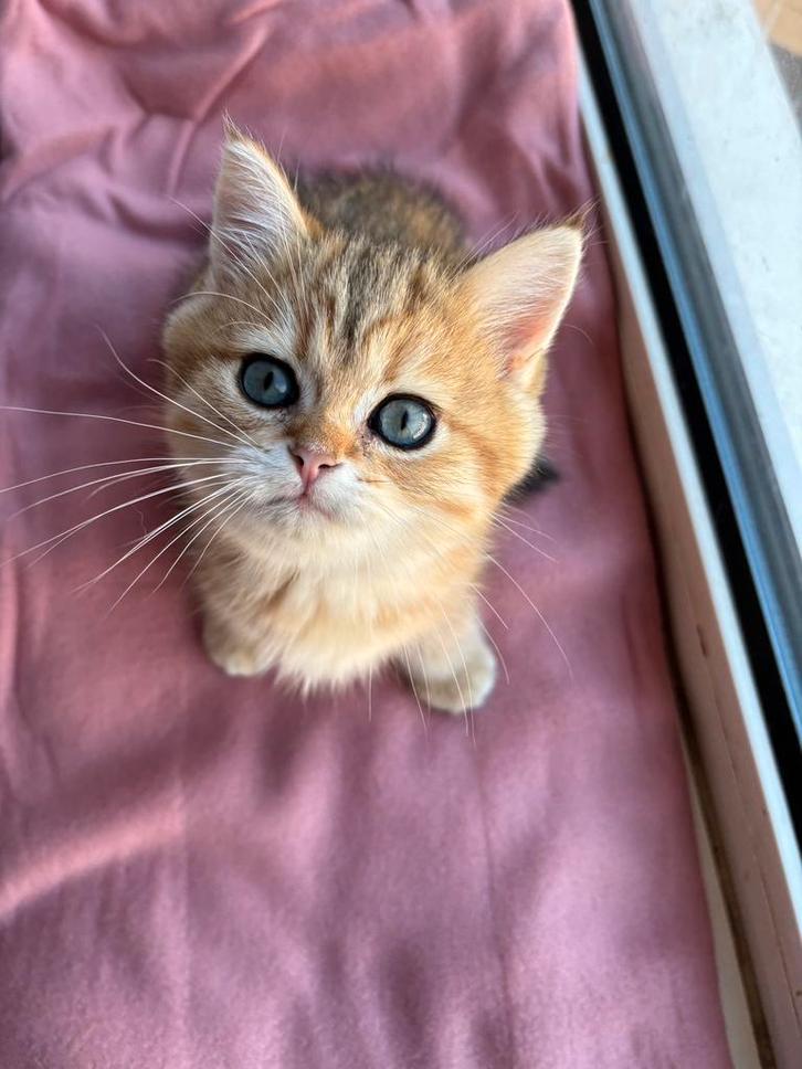 British long/short hair, Dieren en Toebehoren, Katten en Kittens | Raskatten | Korthaar, Kater