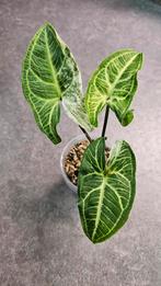 Syngonium Batik Variegata #4, Ophalen of Verzenden, Overige soorten, Minder dan 100 cm