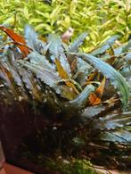 Cryptocoryne Beckettii, Dieren en Toebehoren, Vissen | Aquaria en Toebehoren, Ophalen of Verzenden, Nieuw, Plant(en), Steen of Hout