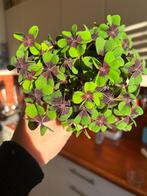 Oxalis Deppei, In pot, Minder dan 100 cm, Bloeiende kamerplant, Halfschaduw