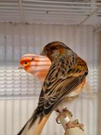 Mooi koppel kanaries tekoop, Meerdere dieren, Kleurkanarie