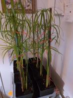 Paraplu plant, Ophalen, Halfschaduw, 150 tot 200 cm