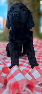 Friese stabij x Engelse cockerspaniel pups, Dieren en Toebehoren, Overige rassen, 8 tot 15 weken, CDV (hondenziekte), Meerdere