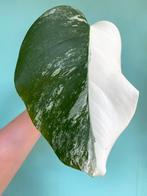 Topkwaliteit, witte Half Moon Monstera Albo Variegata stek, Ophalen, Overige soorten, Minder dan 100 cm