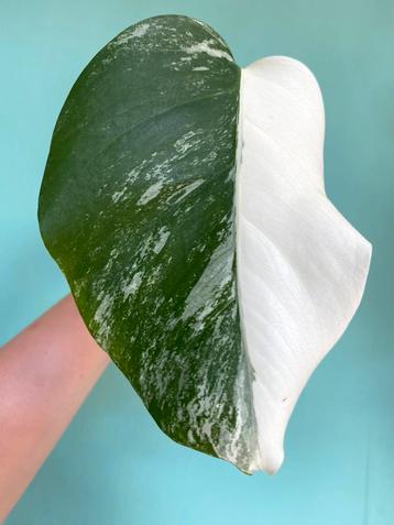 Topkwaliteit, witte Half Moon Monstera Albo Variegata stek beschikbaar voor biedingen