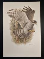 Havik, Verzenden, 1980 tot heden, Zo goed als nieuw, Dier