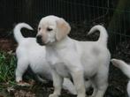 Golden Retriever x Labrador pups, Dieren en Toebehoren, Honden | Retrievers, Spaniëls en Waterhonden, Golden retriever, CDV (hondenziekte)