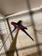 Rosella pennant, Dieren en Toebehoren, Meerdere dieren, Parkiet, Geringd