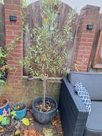 1 Olijfboompje in pot, Bloeit niet, Halfschaduw, Overige soorten, 100 tot 250 cm