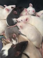 Mooie jonge husky mannetjes en vrouwtjes, Dieren en Toebehoren, Knaagdieren, Rat, Meerdere dieren, Tam, Oktober